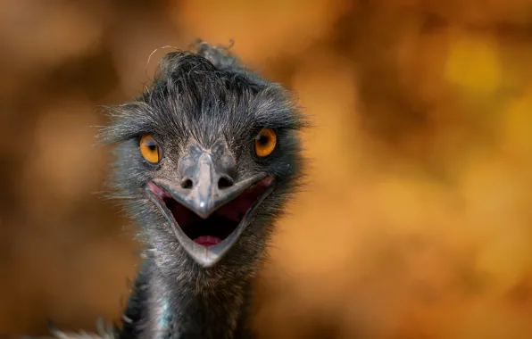 Nature, background, bird