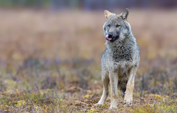 Field, language, look, grey, wolf, bokeh