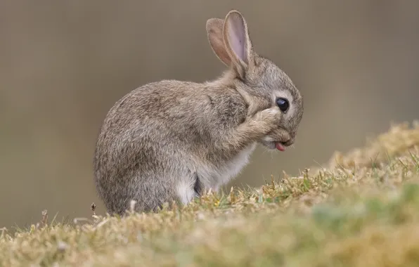 Picture language, grass, pose, hare, legs, rabbit, face, sitting