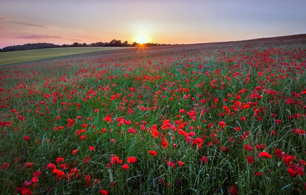 Picture sunrise, the sun, Maki, meadow
