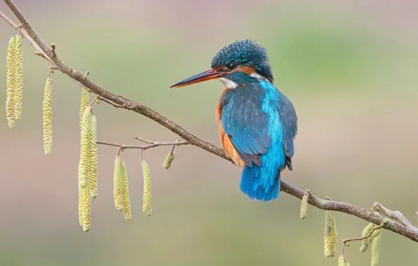Background, bird, branch, earrings, Kingfisher