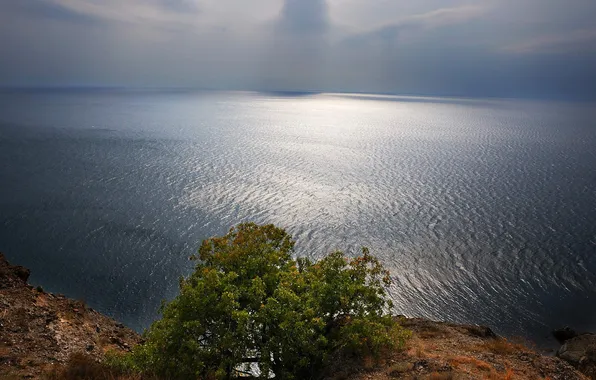 Picture wave, mountains, tree, horizon, Black, Crimea