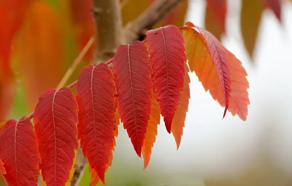 Autumn, leaves, macro, branch