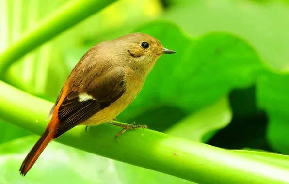 Leaves, branches, bird, feathers, tail