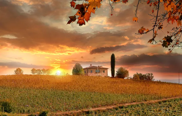 Field, autumn, the sky, leaves, the sun, clouds, trees, sunset