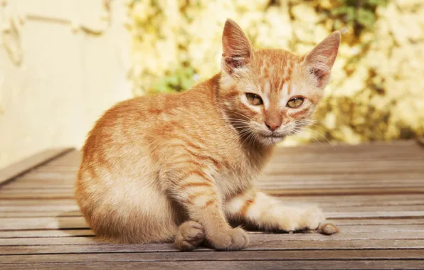 Autumn, cat, look, nature, pose, kitty, Board, red