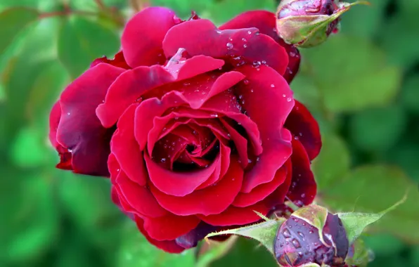 Close-up, red rose, green background, drops