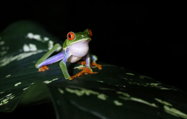 Sheet, legs, Frog