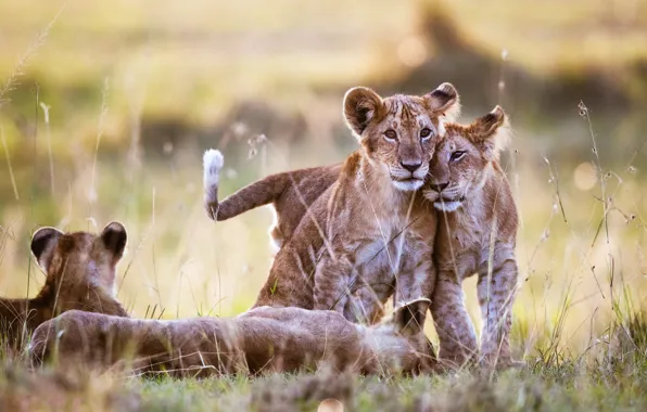 Nature, friendship, weasel, lions, the cubs, a couple, lion