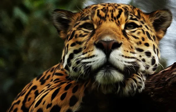 Picture face, predator, Jaguar