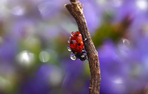 Drops, macro, branches, ladybug, beetle, bokeh, Wallpaper from lolita777