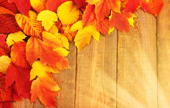 Picture autumn, leaves, background, Board, colorful, maple, wood, background