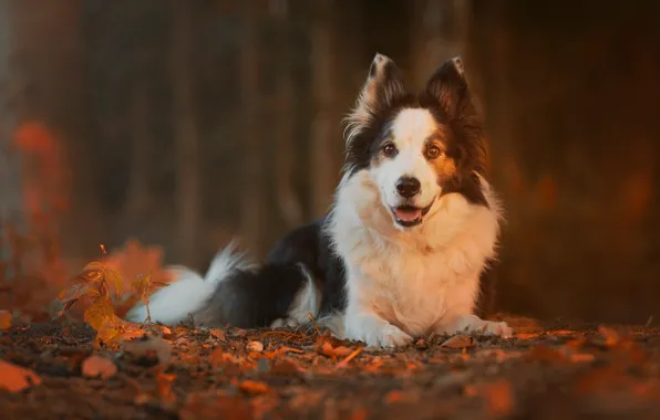 Autumn, leaves, nature, dog, bokeh, the border collie