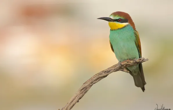 Branches, bird, schurka