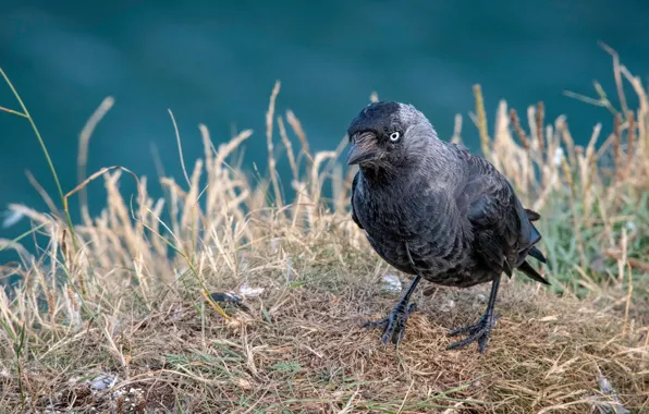 Picture look, background, bird, shore, straw, jackdaw
