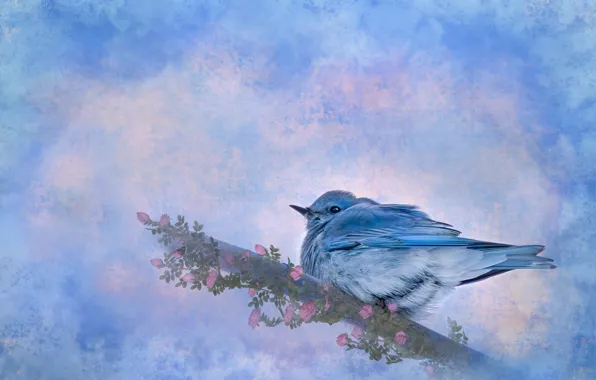 Flowers, bird, roses, treatment, branch, blue, blue background, sialia