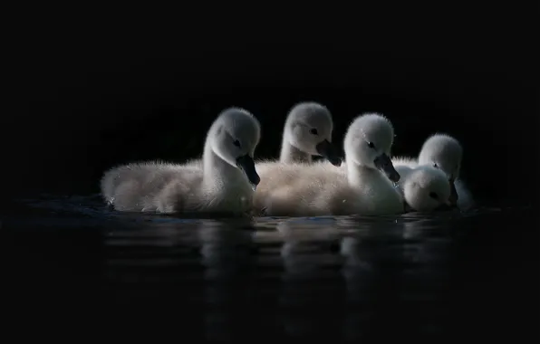 Picture water, light, reflection, bird, sweetheart, baby, black background, swans