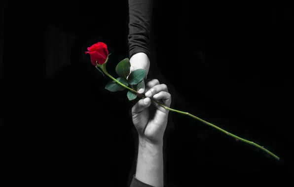 Picture background, rose, hands