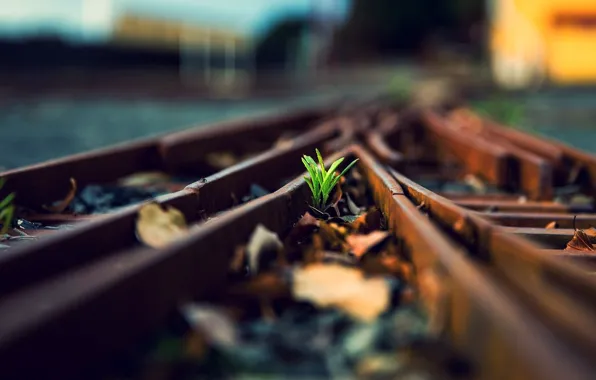 Picture grass, photo, rails, macro, railroad