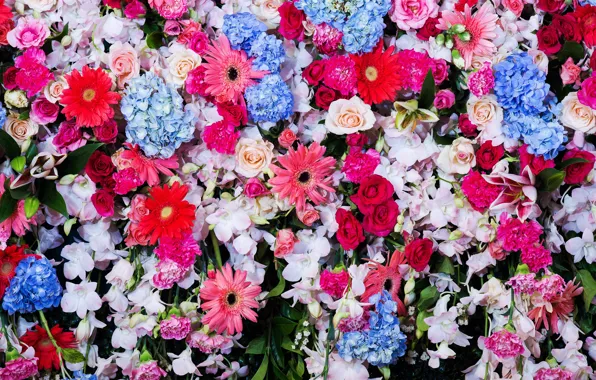 Flowers, colorful, white, chrysanthemum, blue, pink, flowers