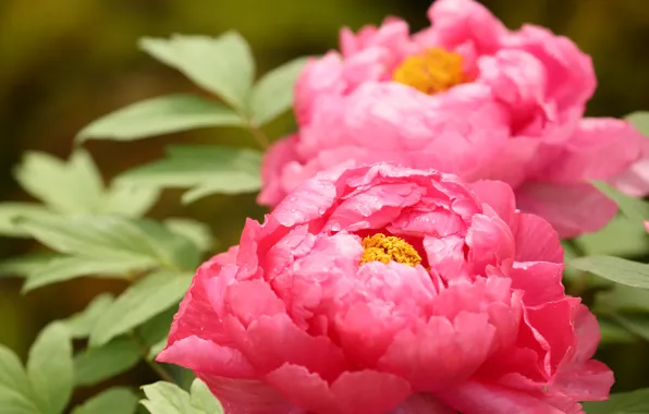 Picture macro, flowers, pink, peonies