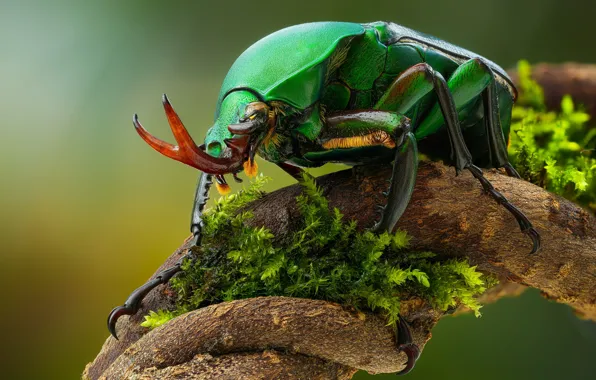 Picture insects, beetle, closeup, eudicell