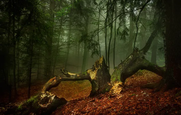 Autumn, forest, trees, nature, fog, morning, Alexandrov Alexander