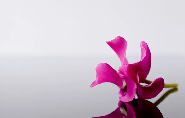 Macro, flowers, reflection, grey, background, pink, minimalism, Flower