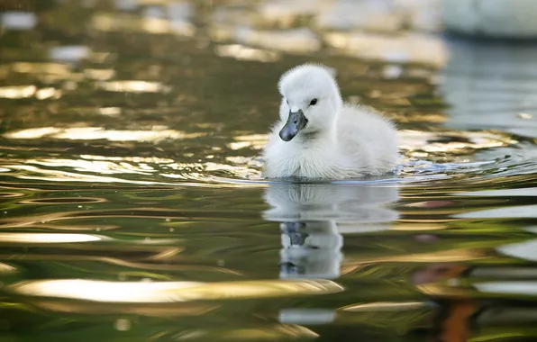 Picture water, baby, Swan, chick, Lebedenko