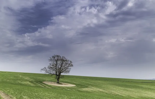 Picture field, the sky, grass, trees