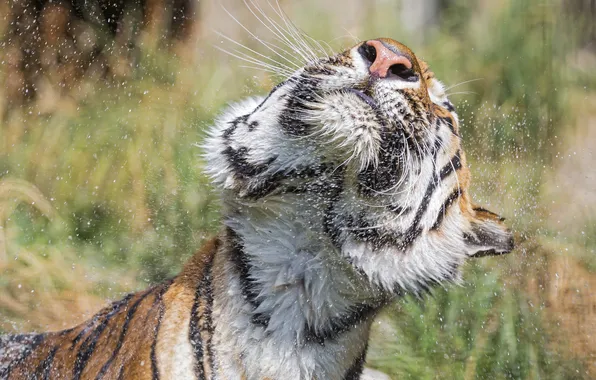 Picture cat, face, squirt, tiger, wet, Amur, ©Tambako The Jaguar