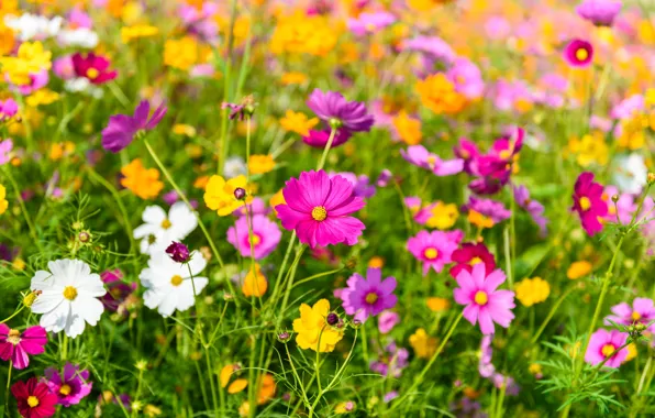 Field, summer, the sky, flowers, colorful, summer, pink, field