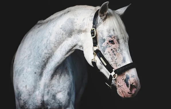 White, look, face, horse, horse, portrait, black background, spotted