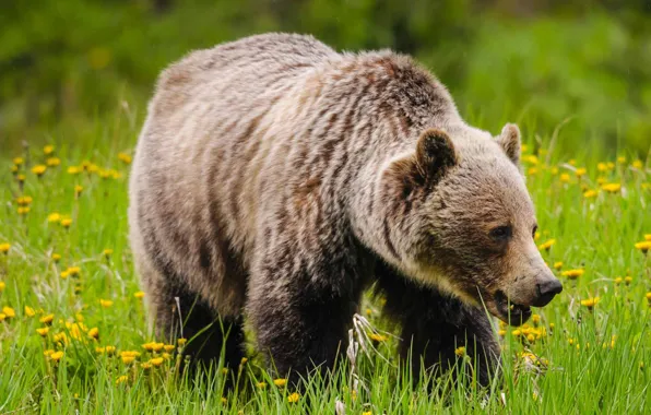 Grass, bear, walk, brown
