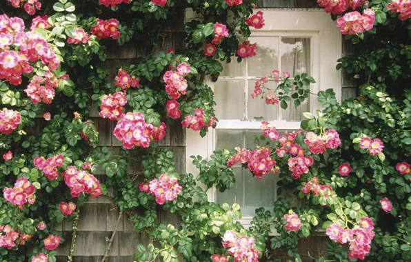 Window, floral wall, beautiful