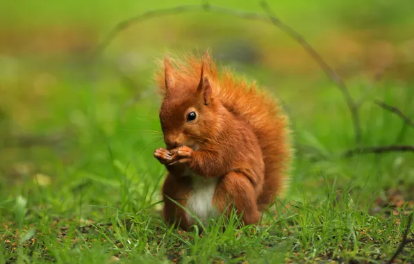 Picture greens, summer, grass, protein, red, nuts, green background, wildlife