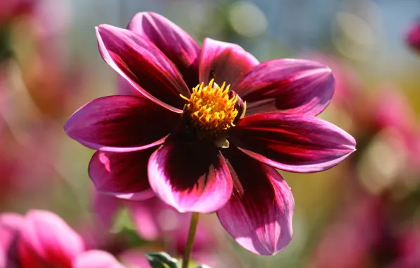 Picture Macro, Dahlia, Macro, Purple flower, Purple flower