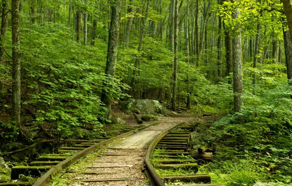 Forest, The way, Rails, Sleepers