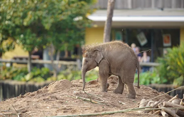 Picture the city, elephant, zoo