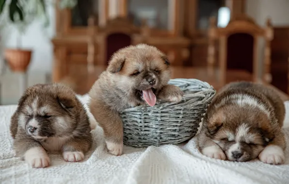 Language, dogs, puppies, fabric, kids, basket, trio, yawns