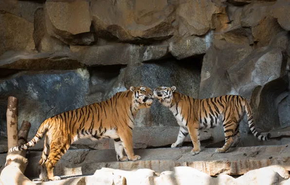 Cats, tiger, stones, pair, Amur