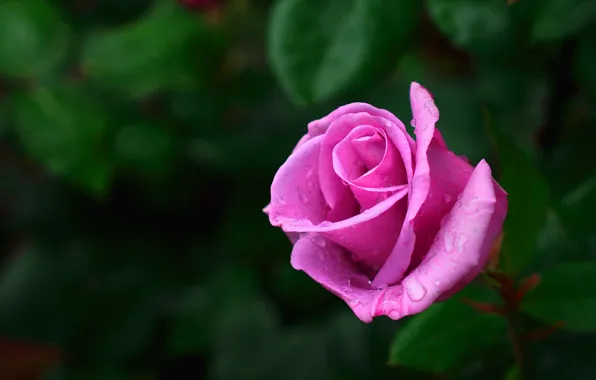 Flower, leaves, drops, the dark background, pink, rose, garden, Bud