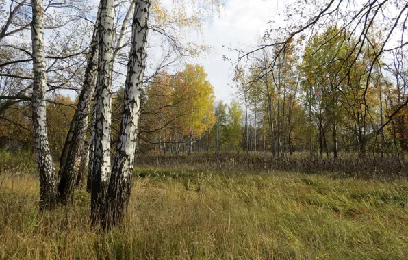 Picture autumn, in the woods, well maintained