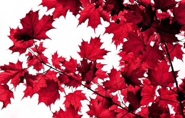 Autumn, leaves, branch, maple, the crimson