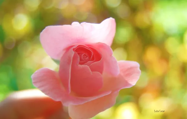 Picture flower, macro, pink, rose, hand, gentle