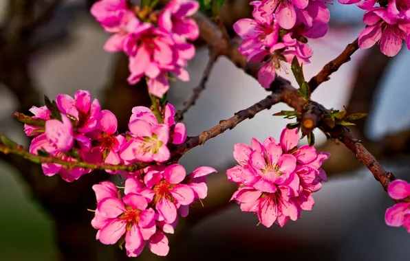 Leaves, flowers, branches, background, tree, petals, pink, kidney