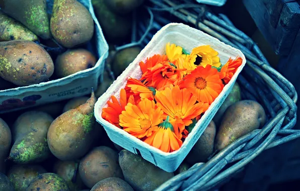 Picture flowers, fruit, orange, pear, calendula