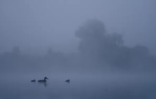 Landscape, night, lake, duck