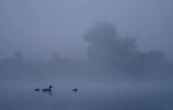 Picture landscape, night, lake, duck