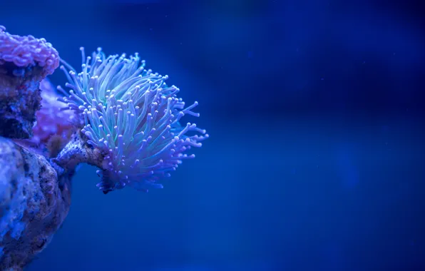 Under water, underwater, blue background, blue background, the beauty of nature, natural beauty, Egor Kamelev, …